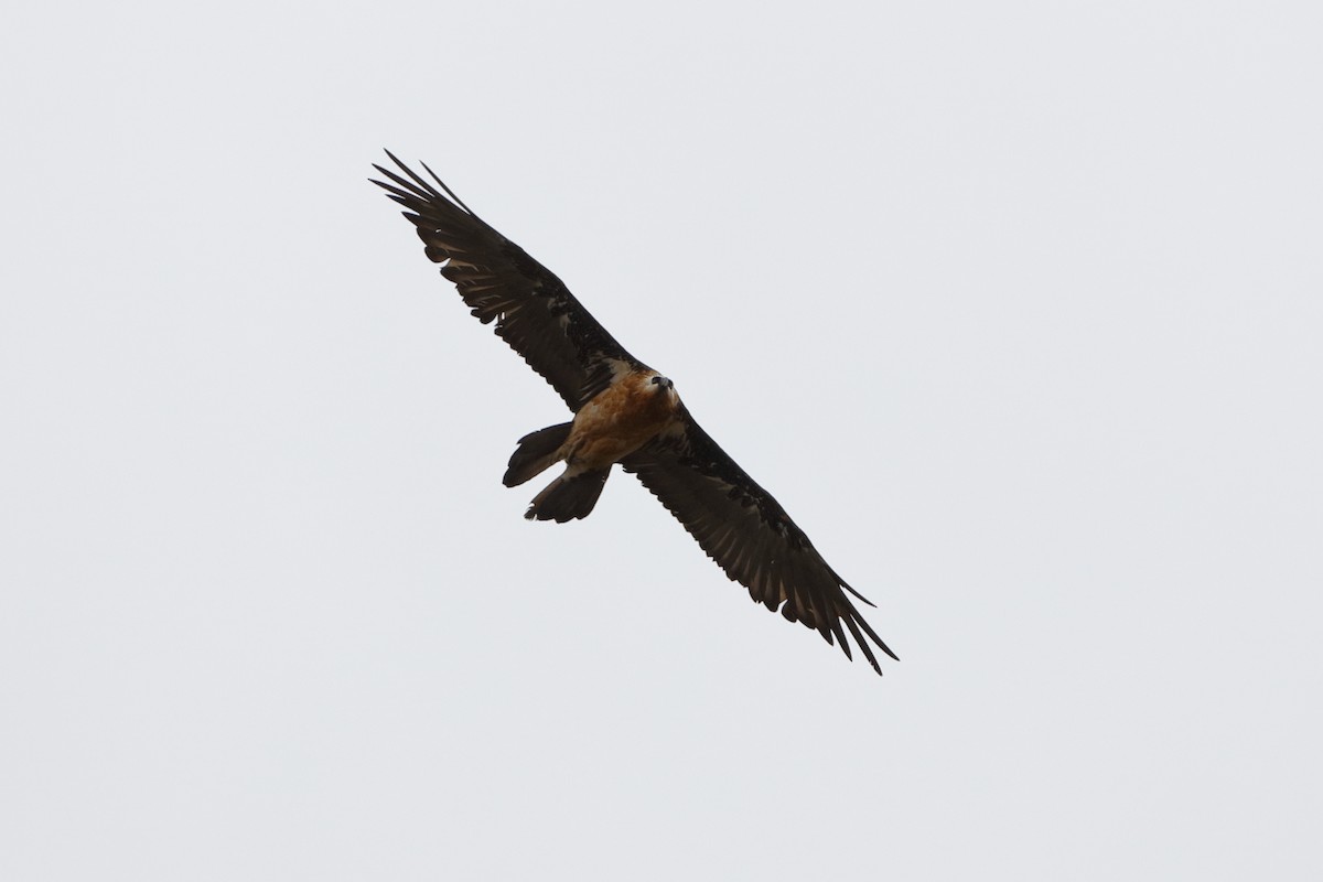 Bearded Vulture - Holger Teichmann