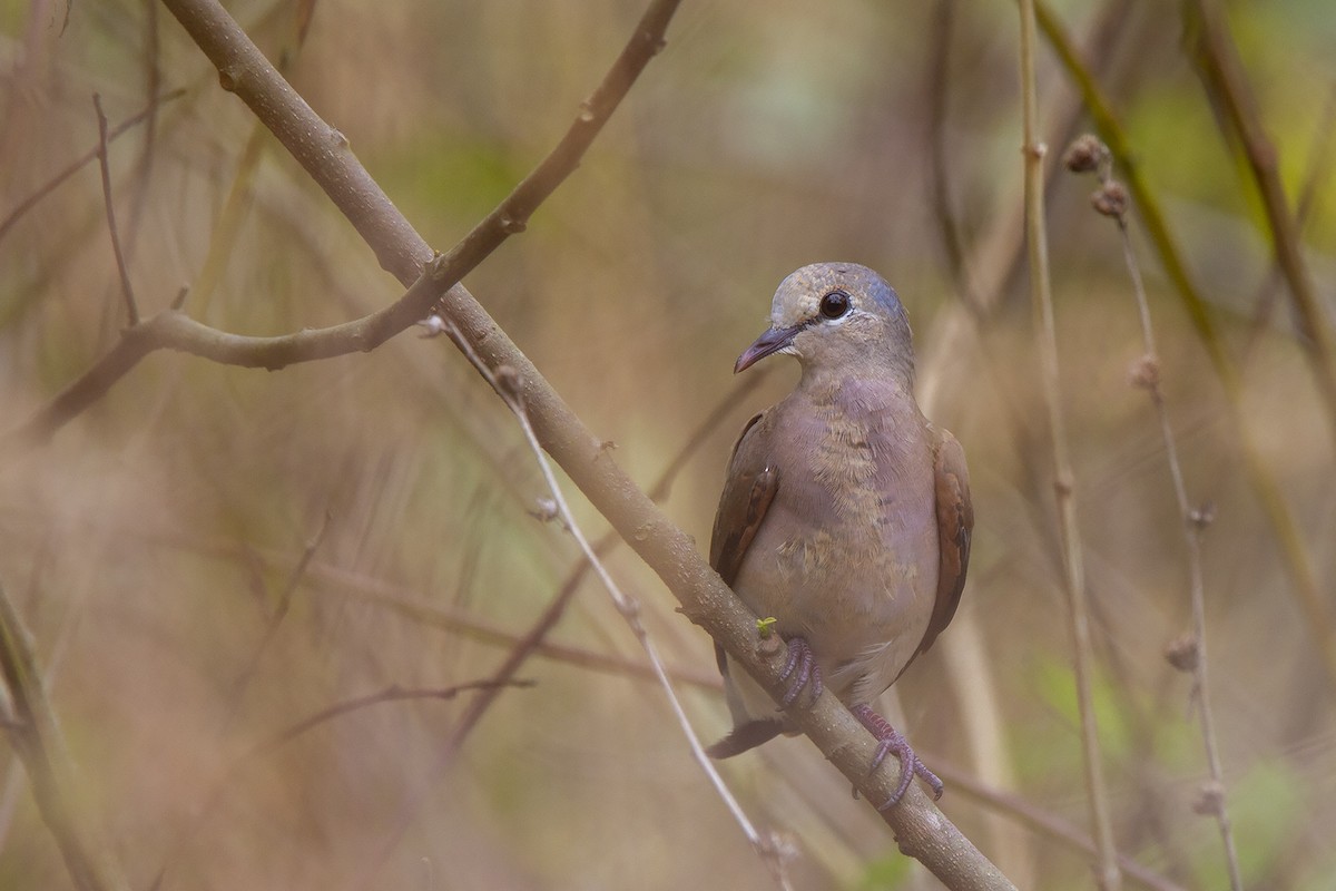 Blue-spotted Wood-Dove - ML223177941