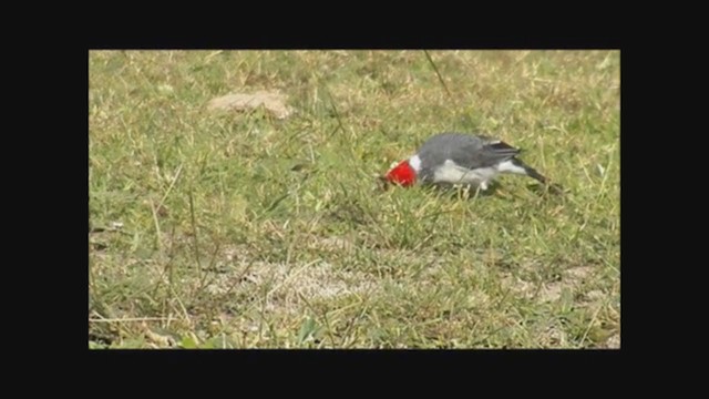 Red-crested Cardinal - ML223177951