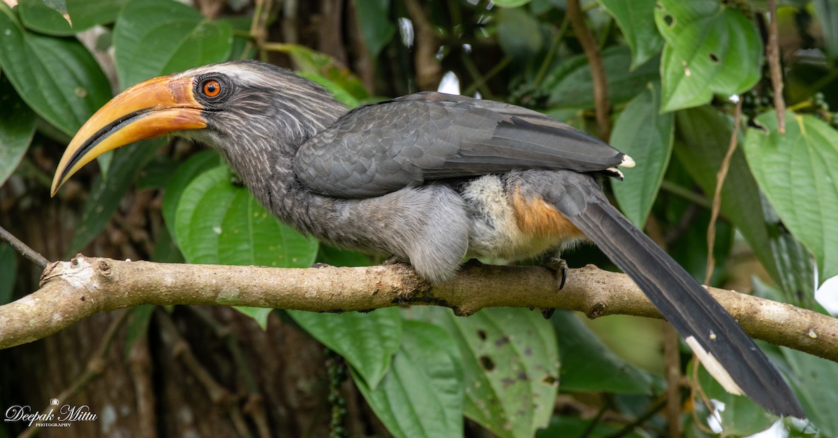 Malabar Gray Hornbill - Deepak Mittu