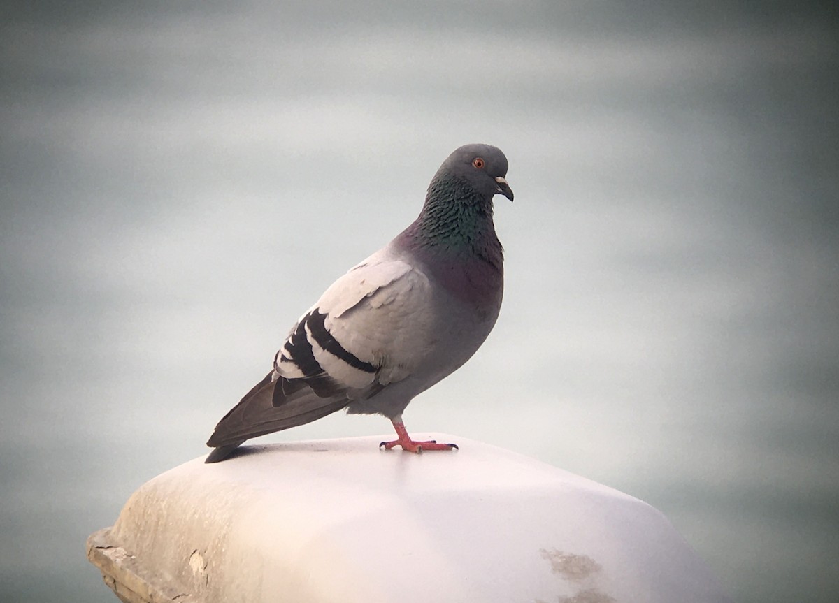 Rock Pigeon (Feral Pigeon) - ML223179421
