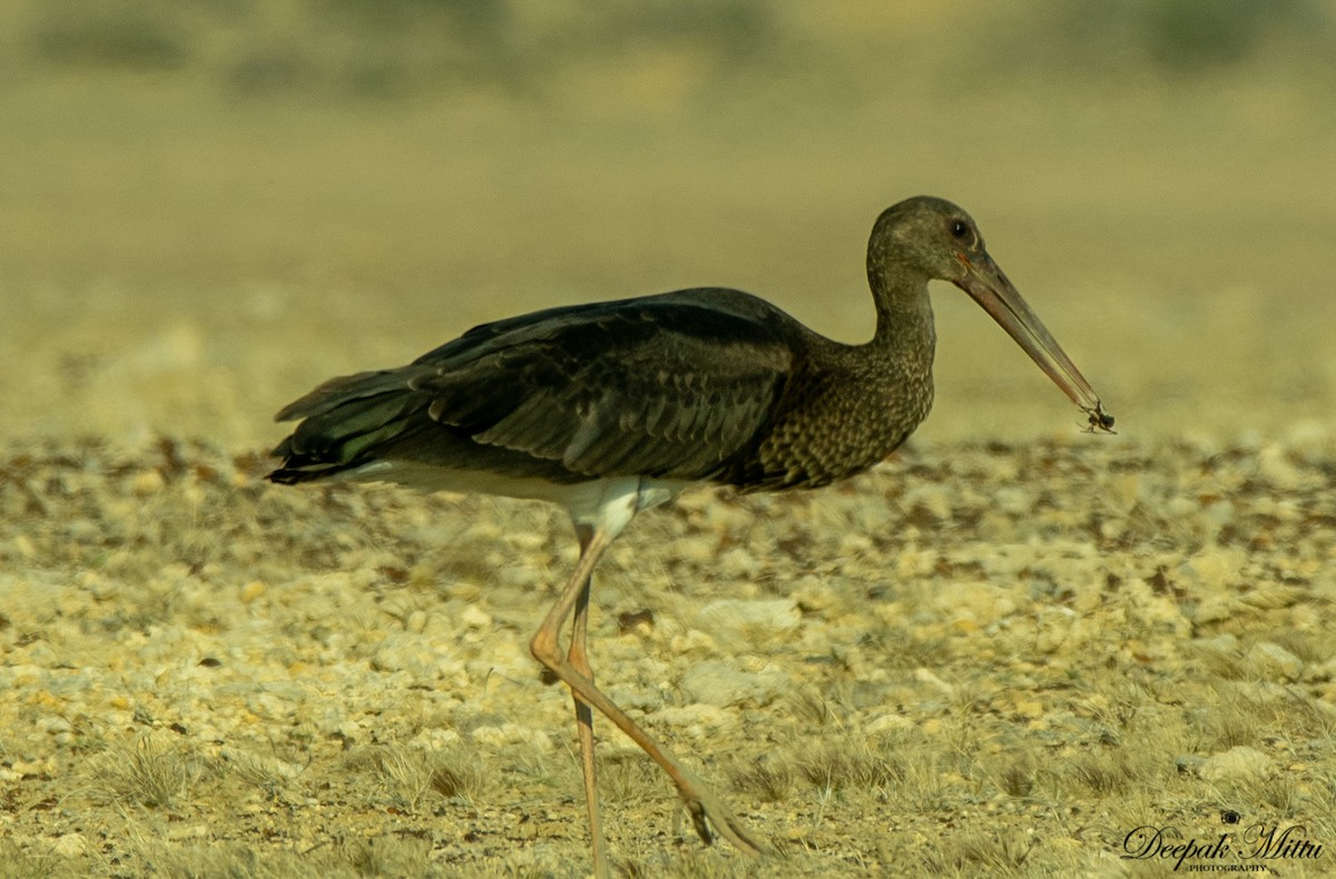 Black Stork - Deepak Mittu