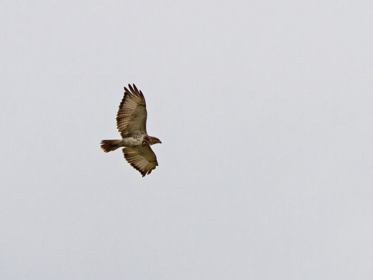 Red-necked Buzzard - Niall D Perrins
