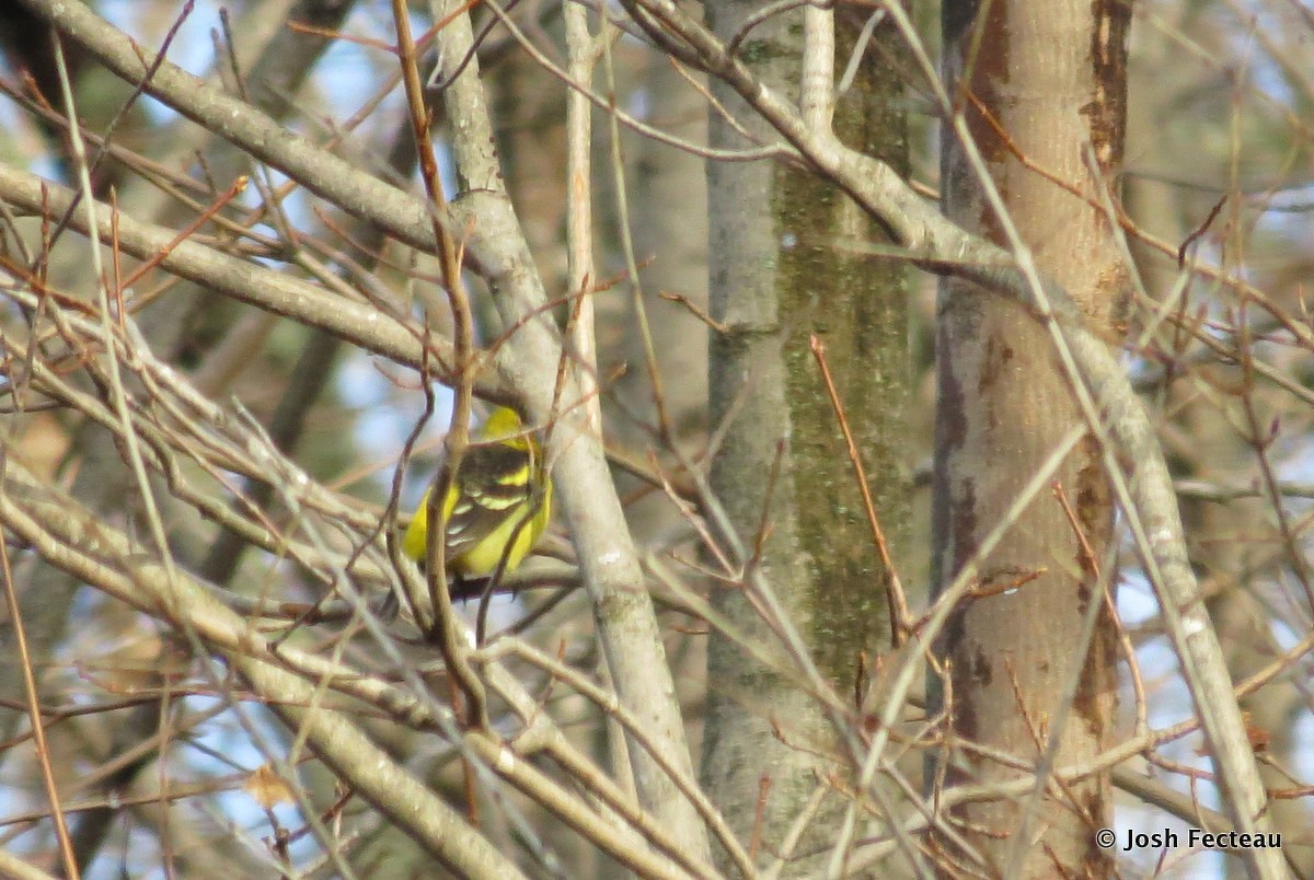Western Tanager - ML22318181
