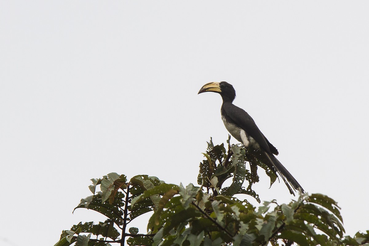 Congo Pied Hornbill - Niall D Perrins