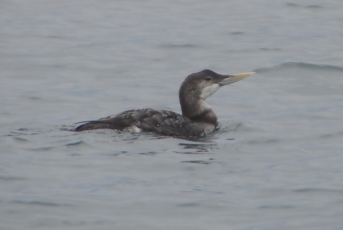 Yellow-billed Loon - Lonnie Somer