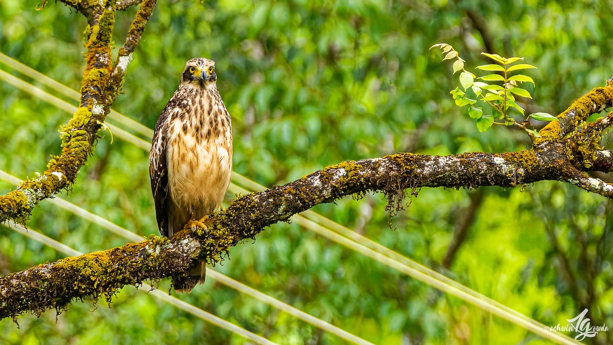 Crested Serpent-Eagle - ML223189281