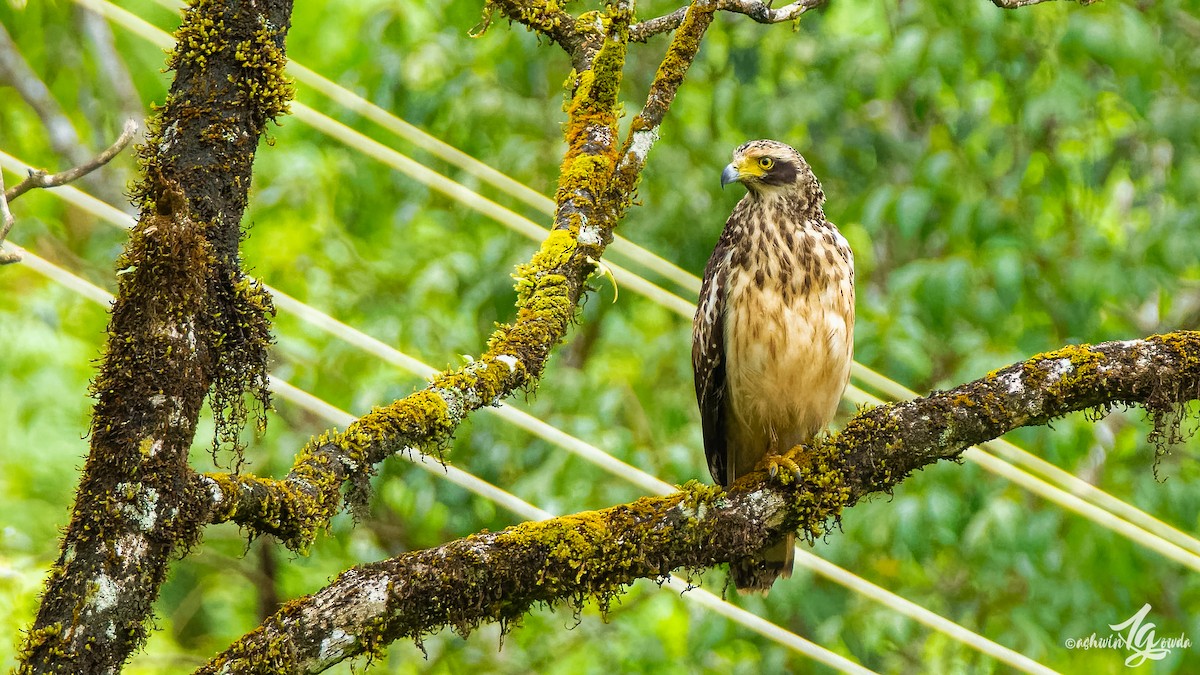 Crested Serpent-Eagle - ML223189291