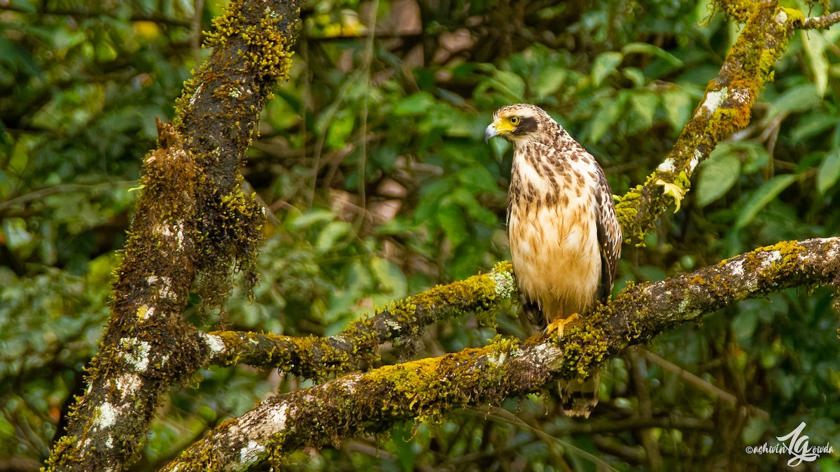 Crested Serpent-Eagle - ML223189301