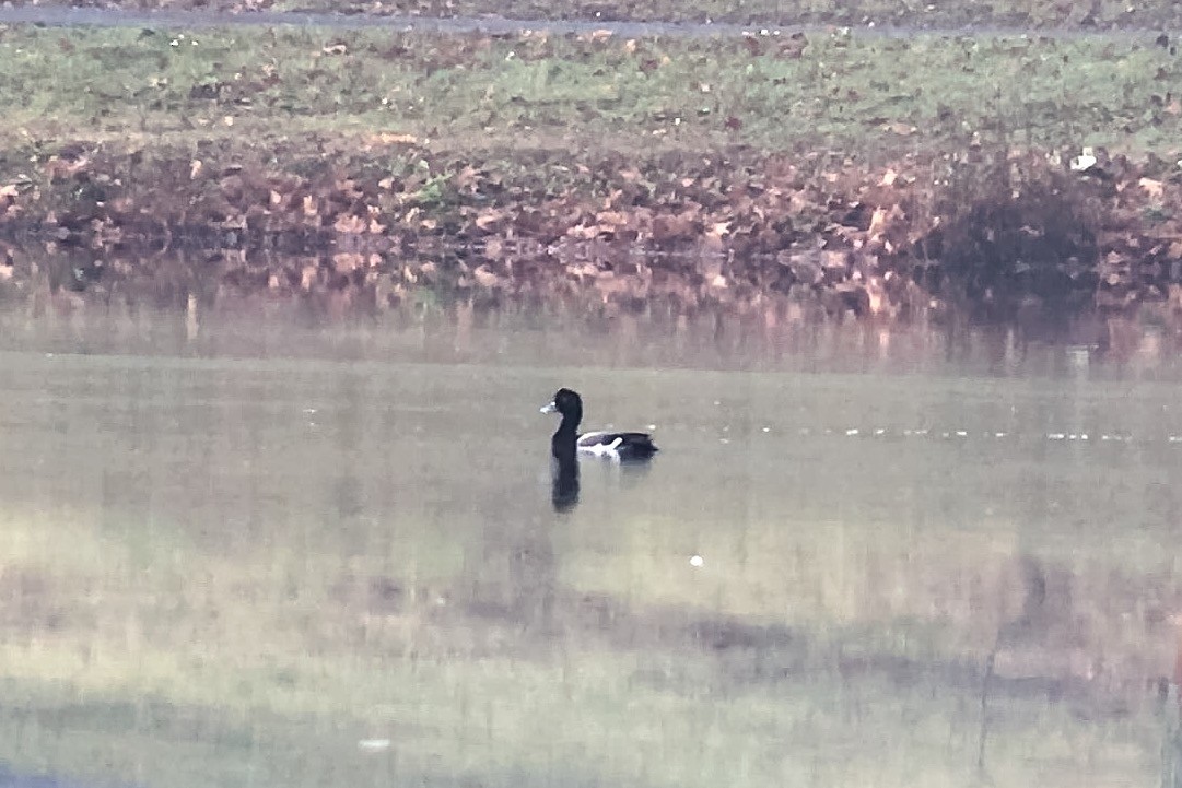 Greater Scaup - ML22319141