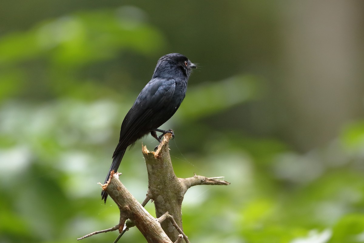Square-tailed Drongo - ML223191471