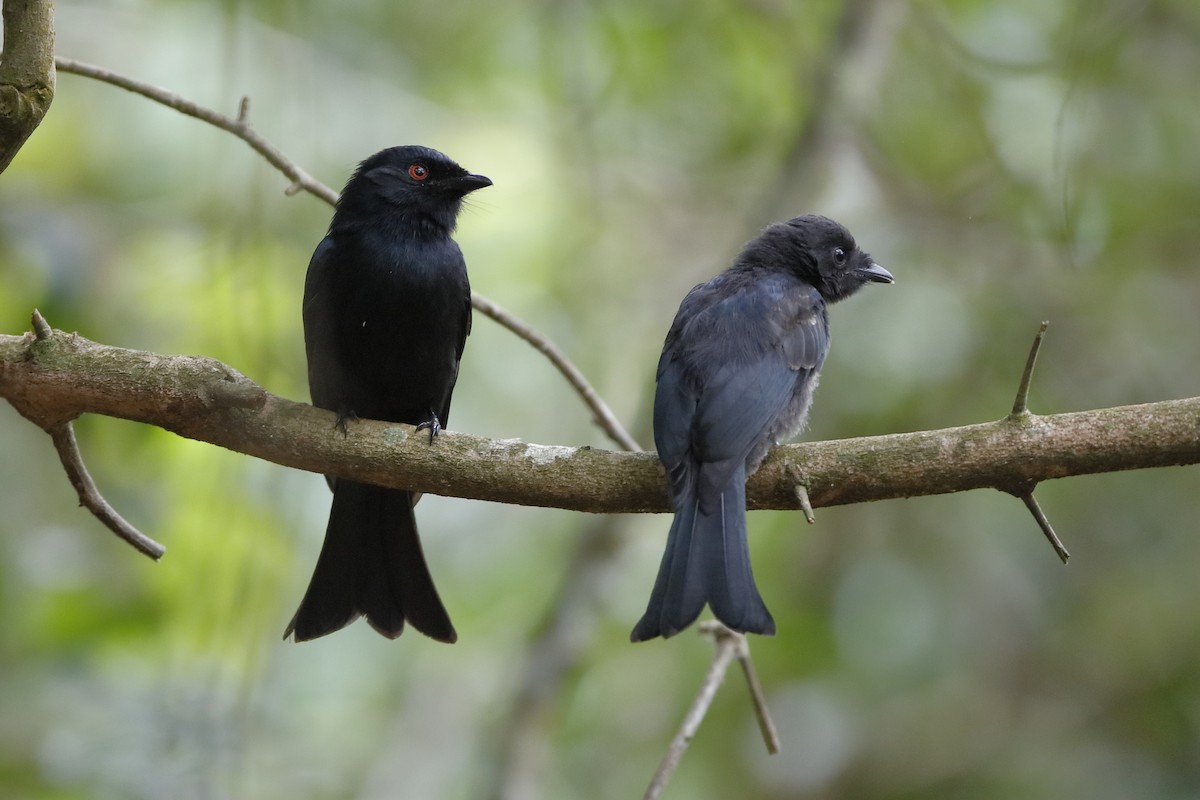 Square-tailed Drongo - ML223191481
