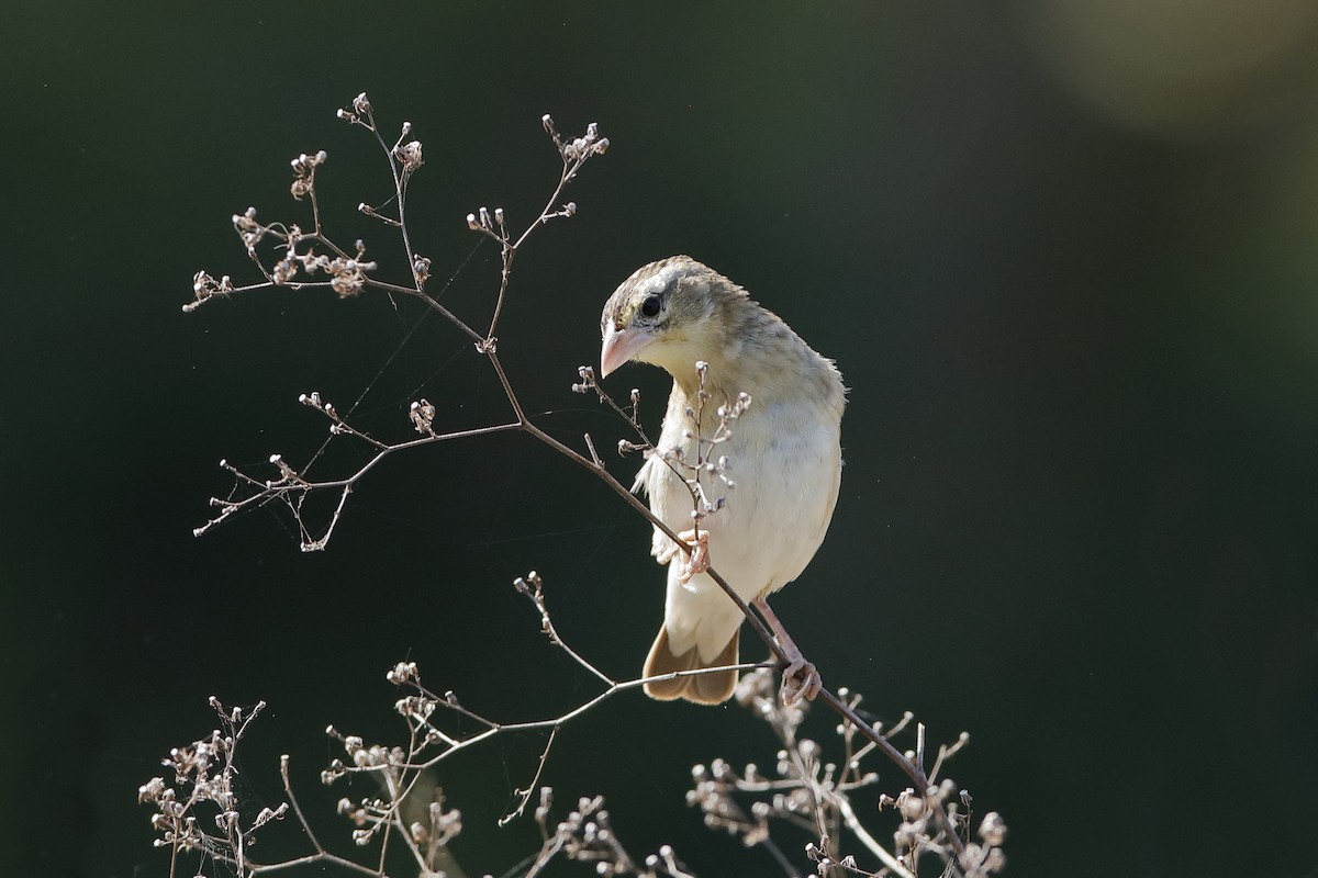 White-winged Widowbird - Holger Teichmann