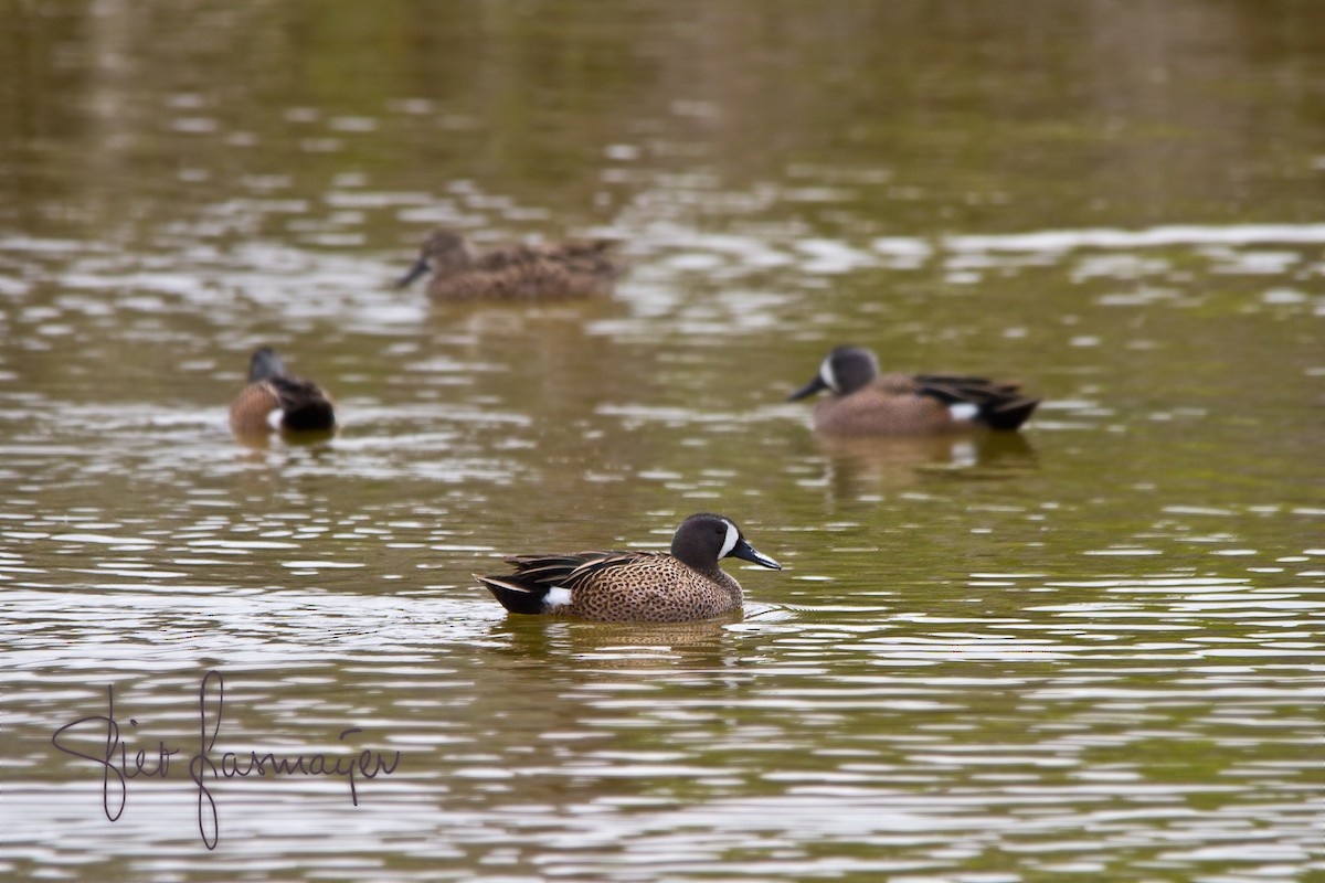 Blue-winged Teal - ML223195161