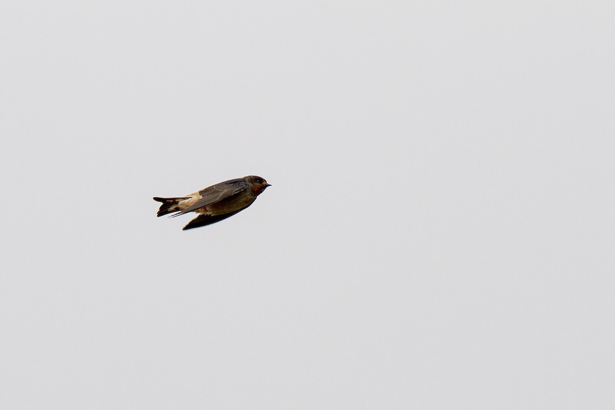 Red-throated Swallow - ML223196121