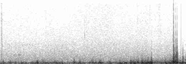 Plectrophane de Smith - ML223196191