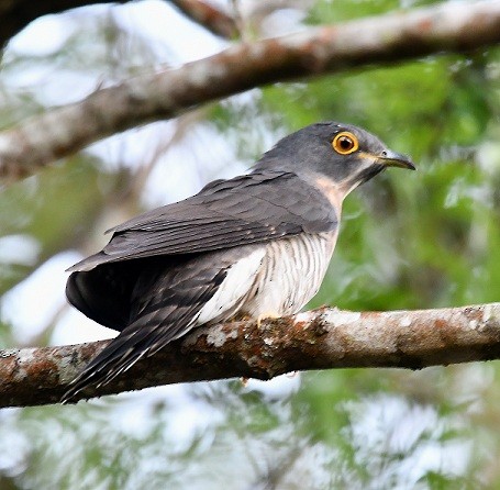 Large Hawk-Cuckoo - Prasad Ganpule