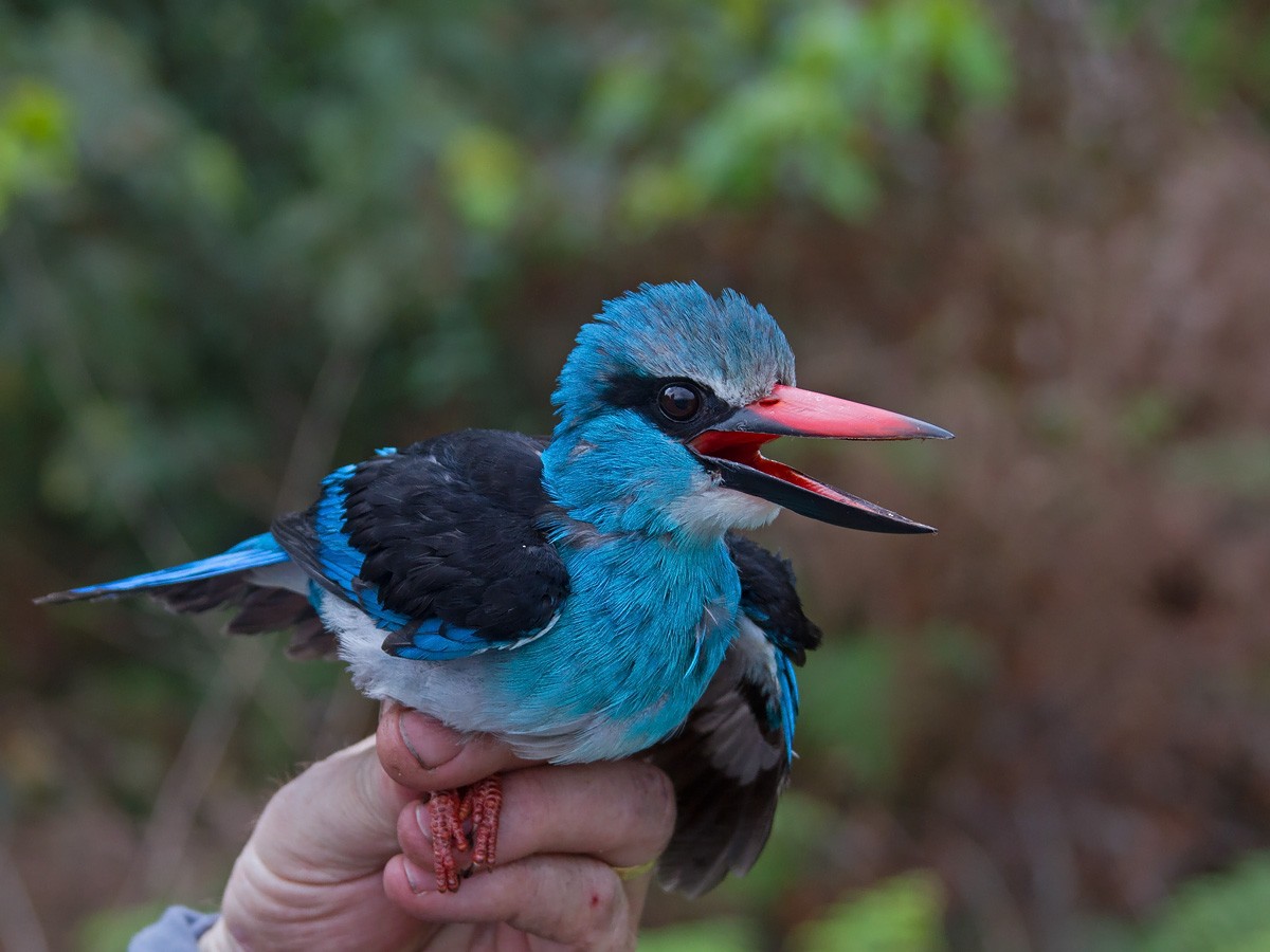 Blue-breasted Kingfisher - Niall D Perrins