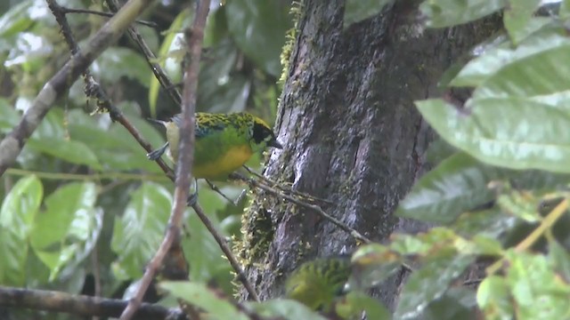Green-and-gold Tanager - ML223200601