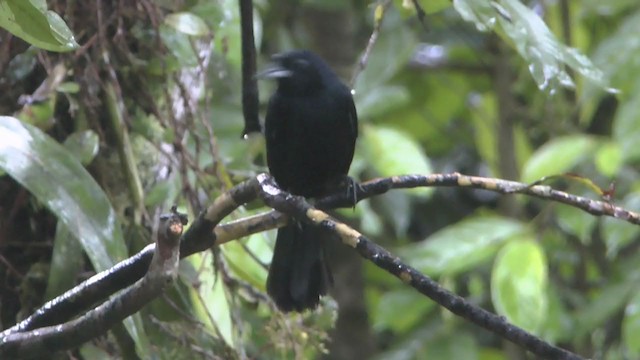 White-lined Tanager - ML223200991