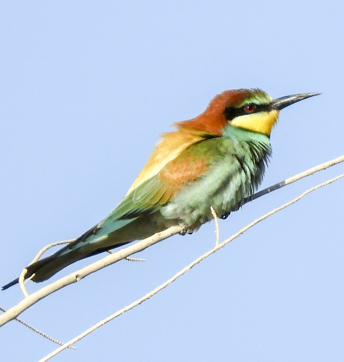European Bee-eater - ML223204361