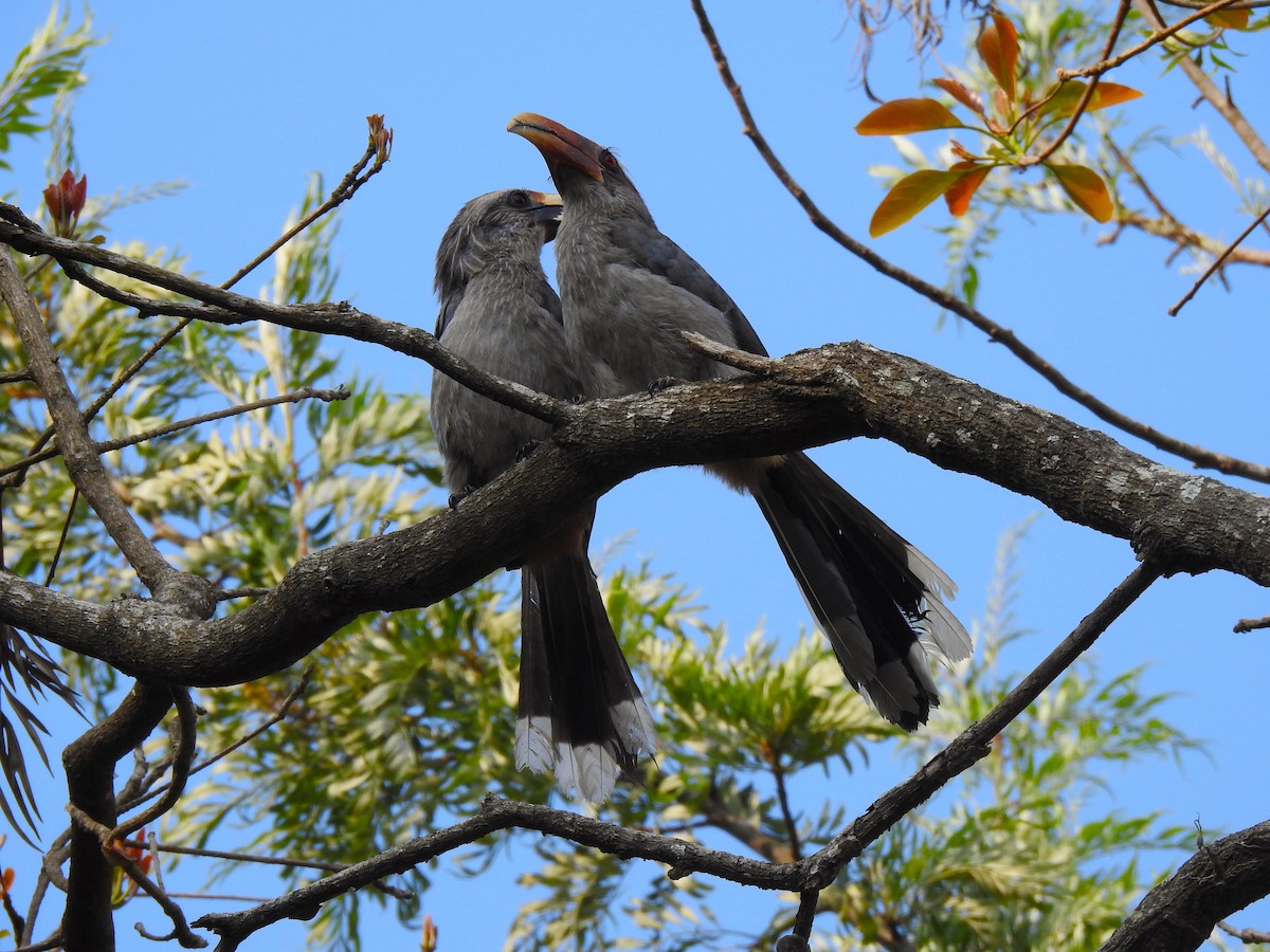 Malabar Gray Hornbill - Ritobroto Chanda