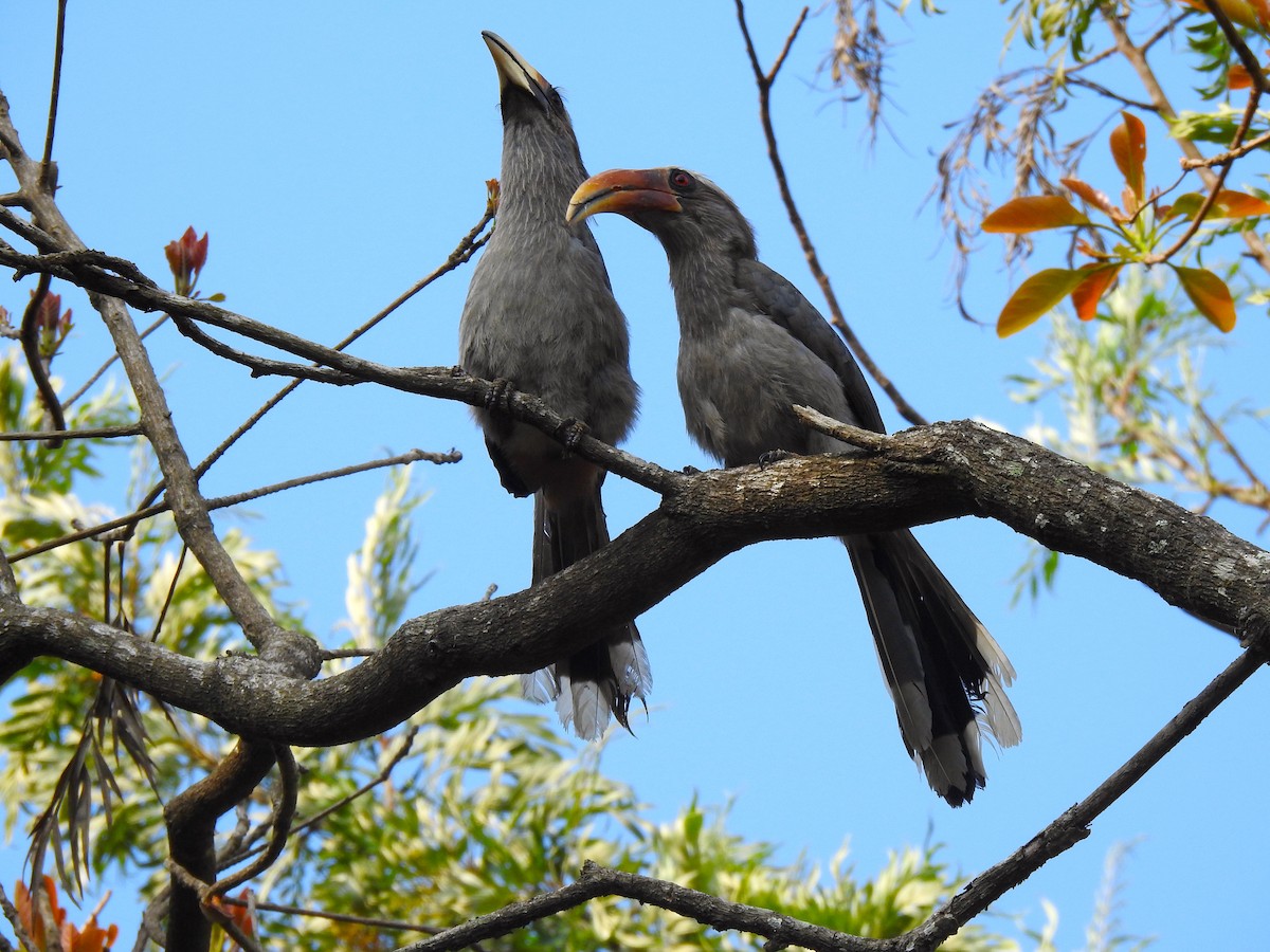 Malabar Gray Hornbill - Ritobroto Chanda