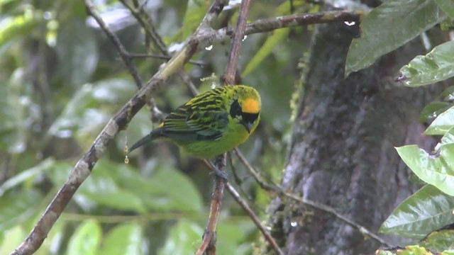 Green-and-gold Tanager - ML223206091