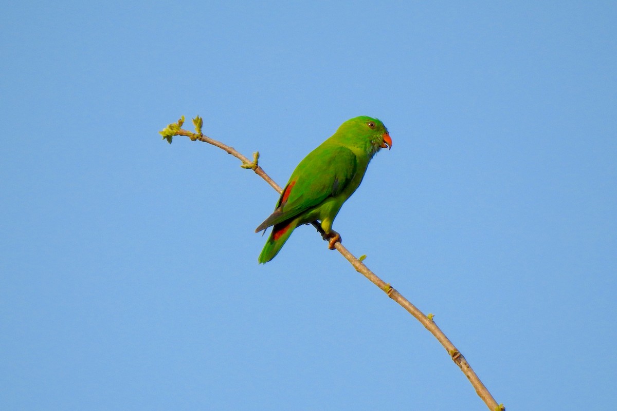 Vernal Hanging-Parrot - Ritobroto Chanda