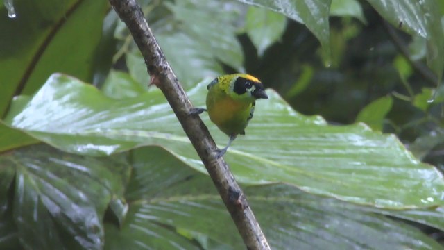 Green-and-gold Tanager - ML223207691