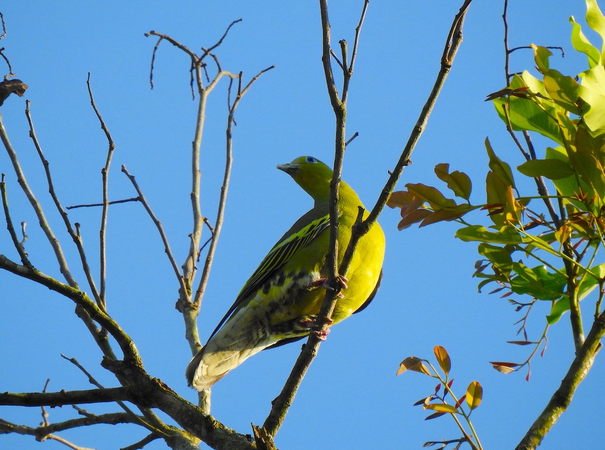Gray-fronted Green-Pigeon - ML223207871