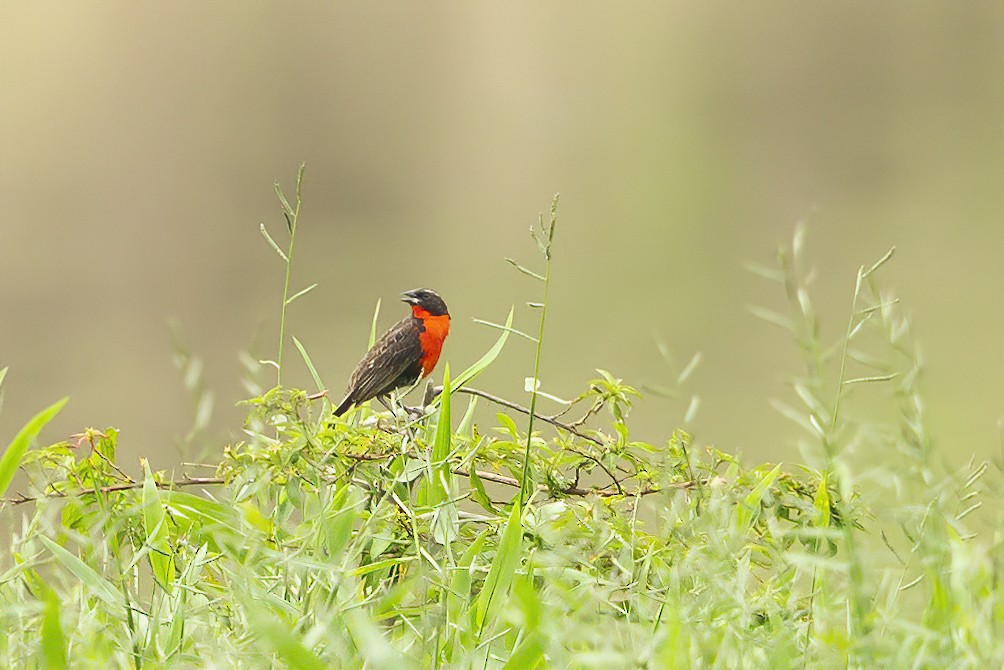 Red-breasted Meadowlark - Peter Hawrylyshyn