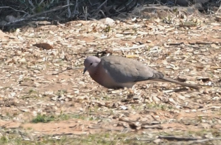 Laughing Dove - ML223210041