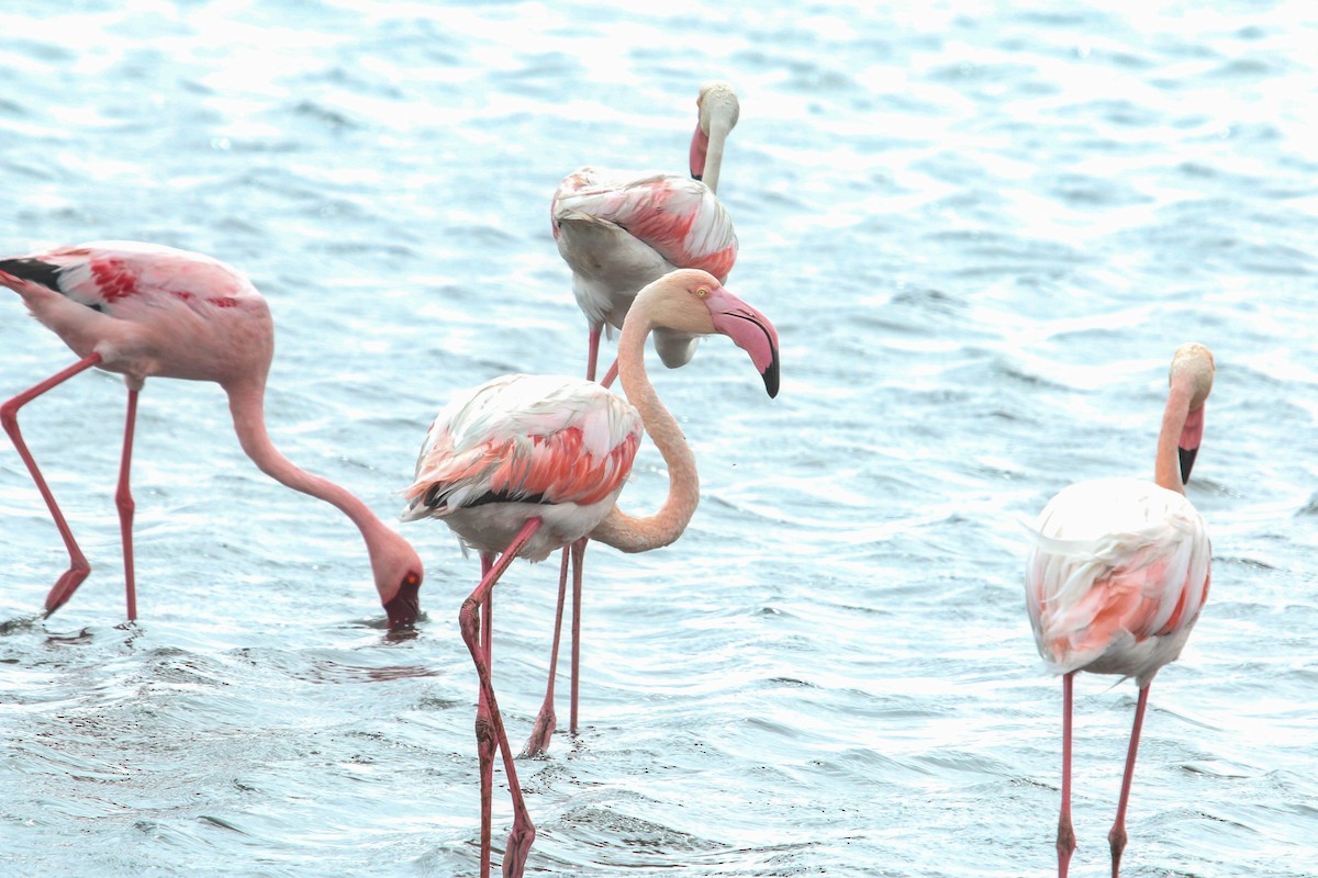 Greater Flamingo - ML223212131