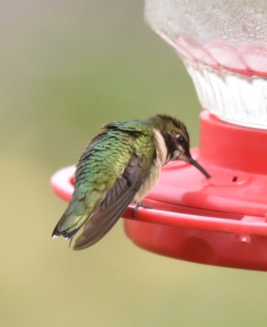 Ruby-throated Hummingbird - ML22321521