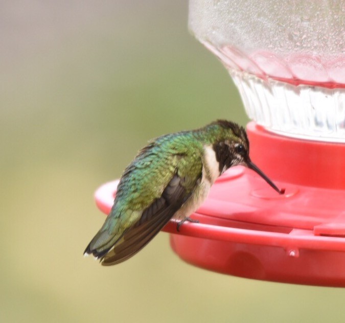 Ruby-throated Hummingbird - ML22321531