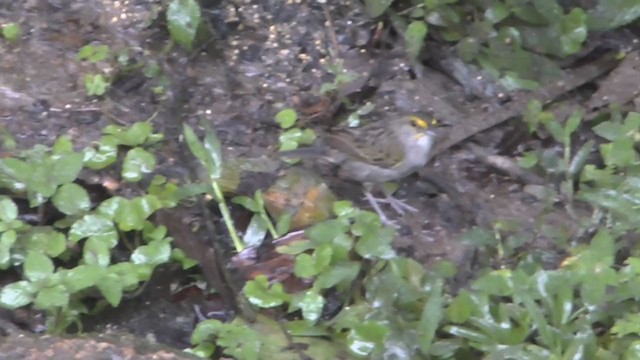Yellow-browed Sparrow - ML223215391