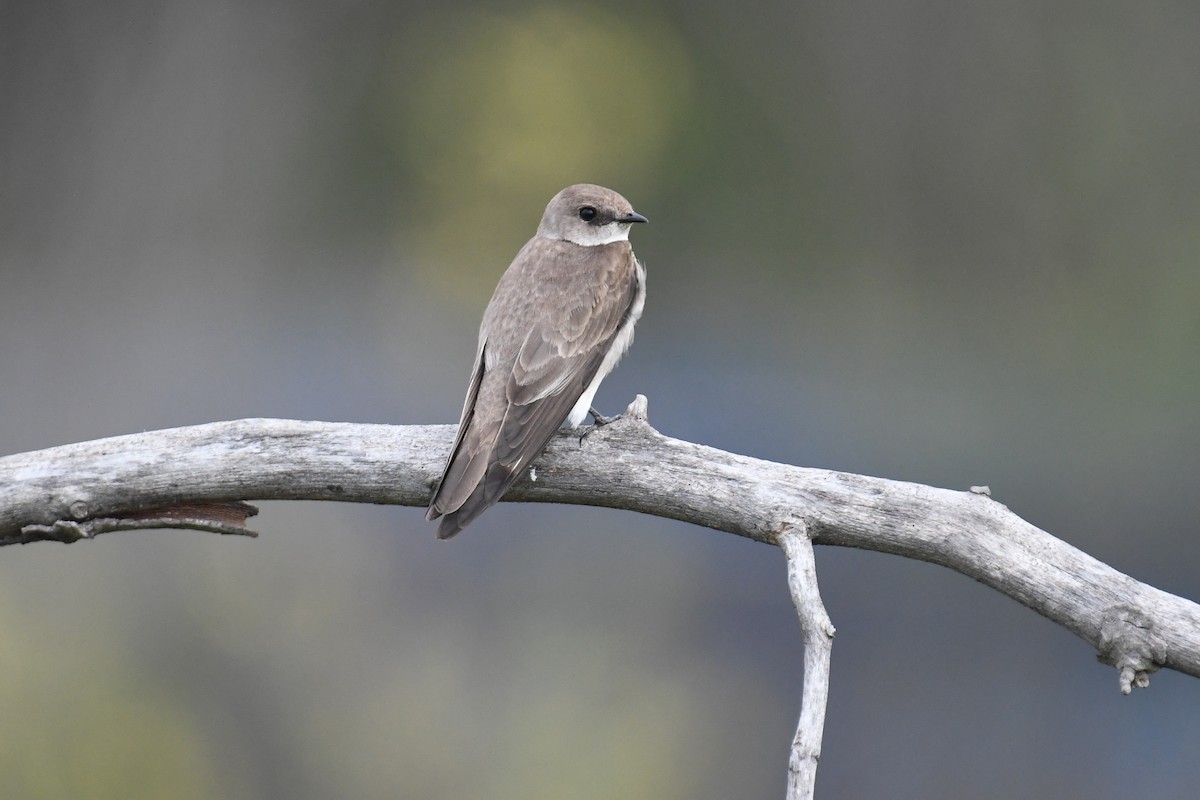 Northern Rough-winged Swallow - ML223216901