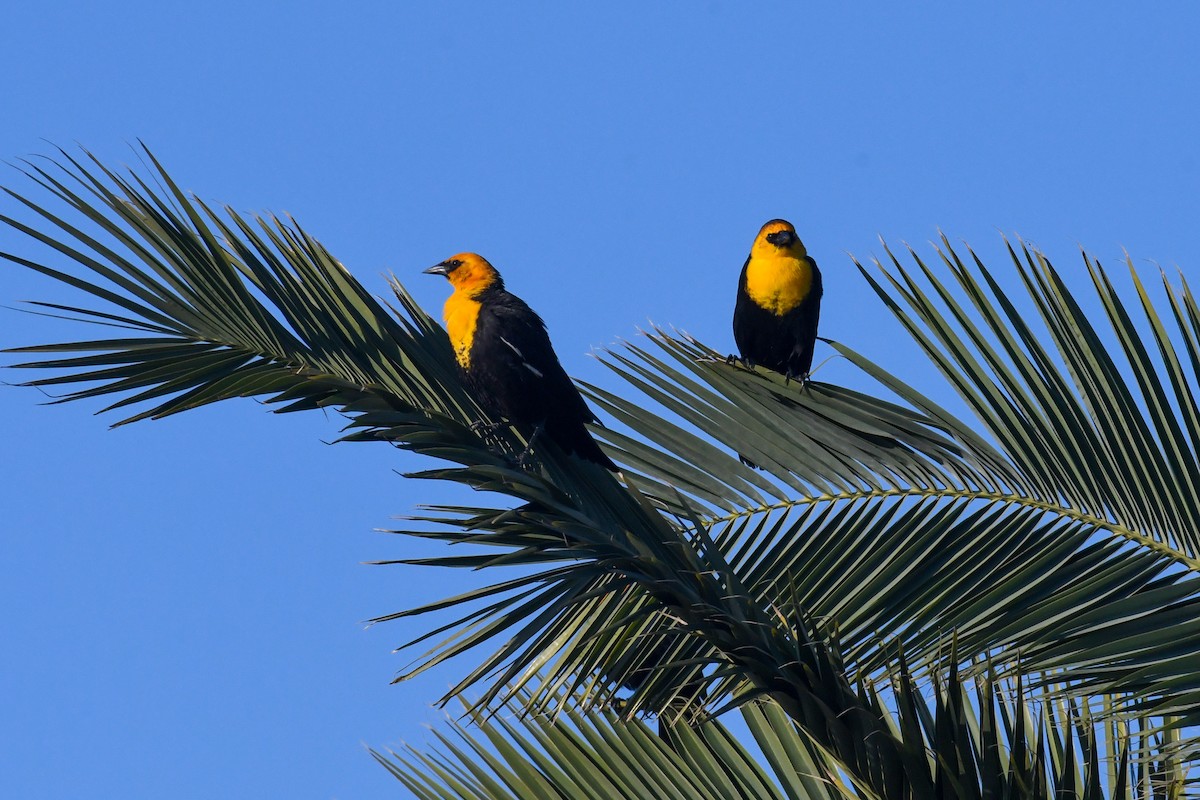 Yellow-headed Blackbird - ML223217091