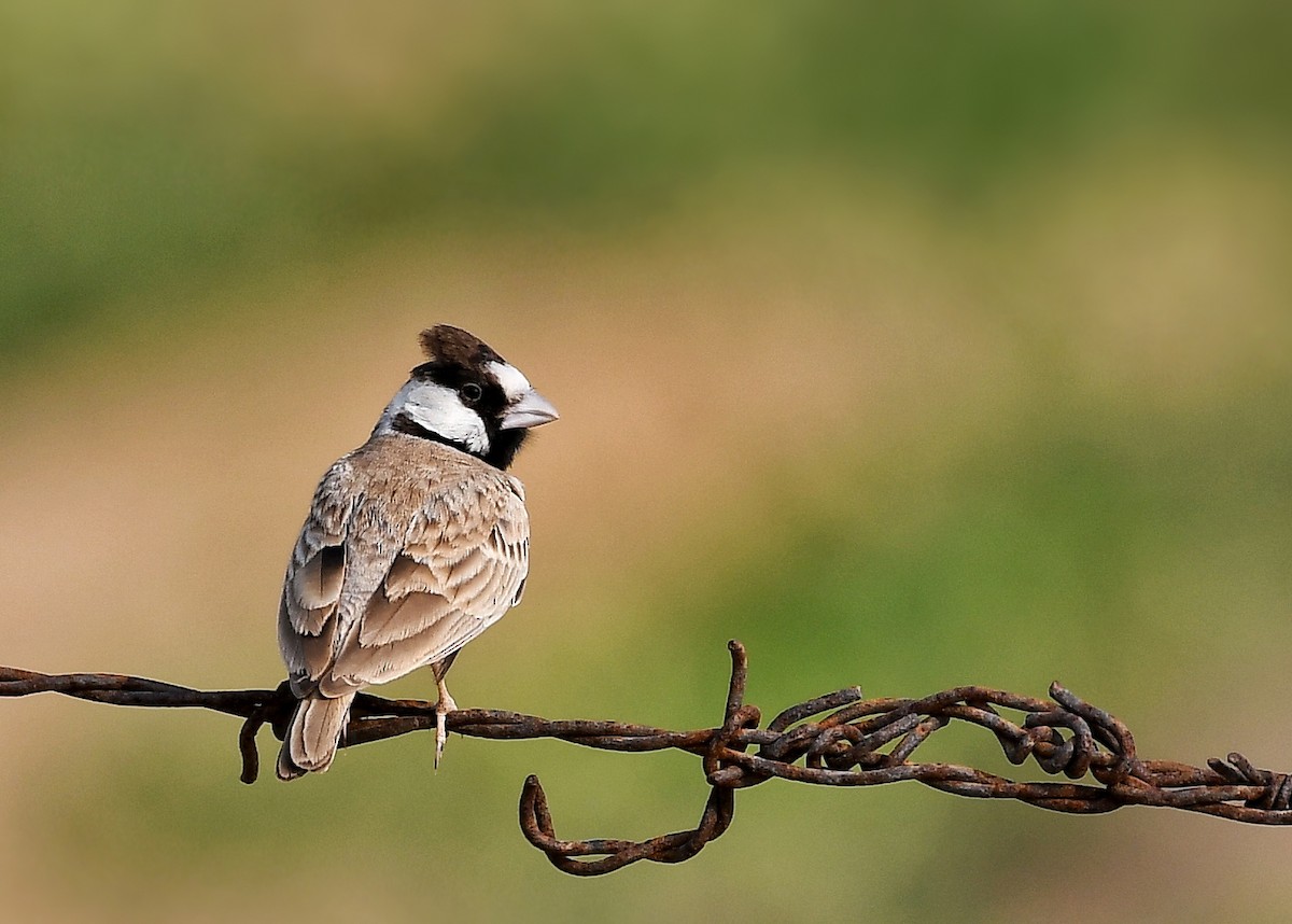 Black-crowned Sparrow-Lark - ML223219431