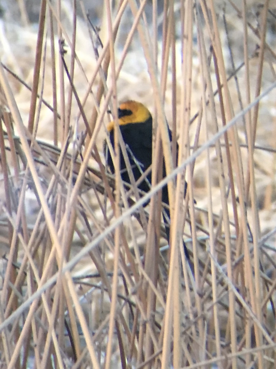 Yellow-headed Blackbird - ML223220961