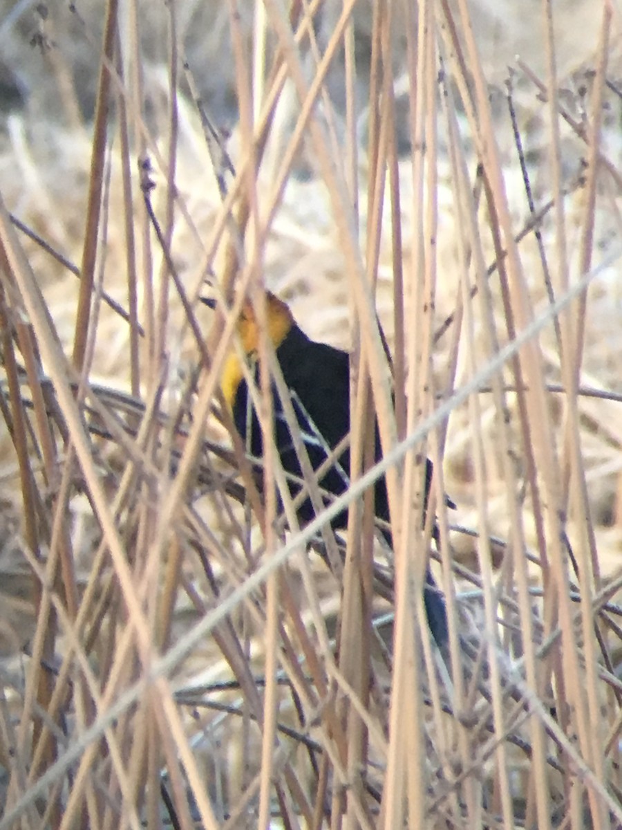 Yellow-headed Blackbird - ML223220971