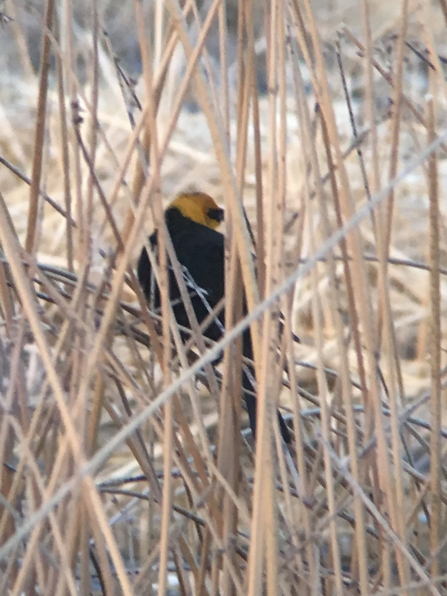 Yellow-headed Blackbird - ML223220981