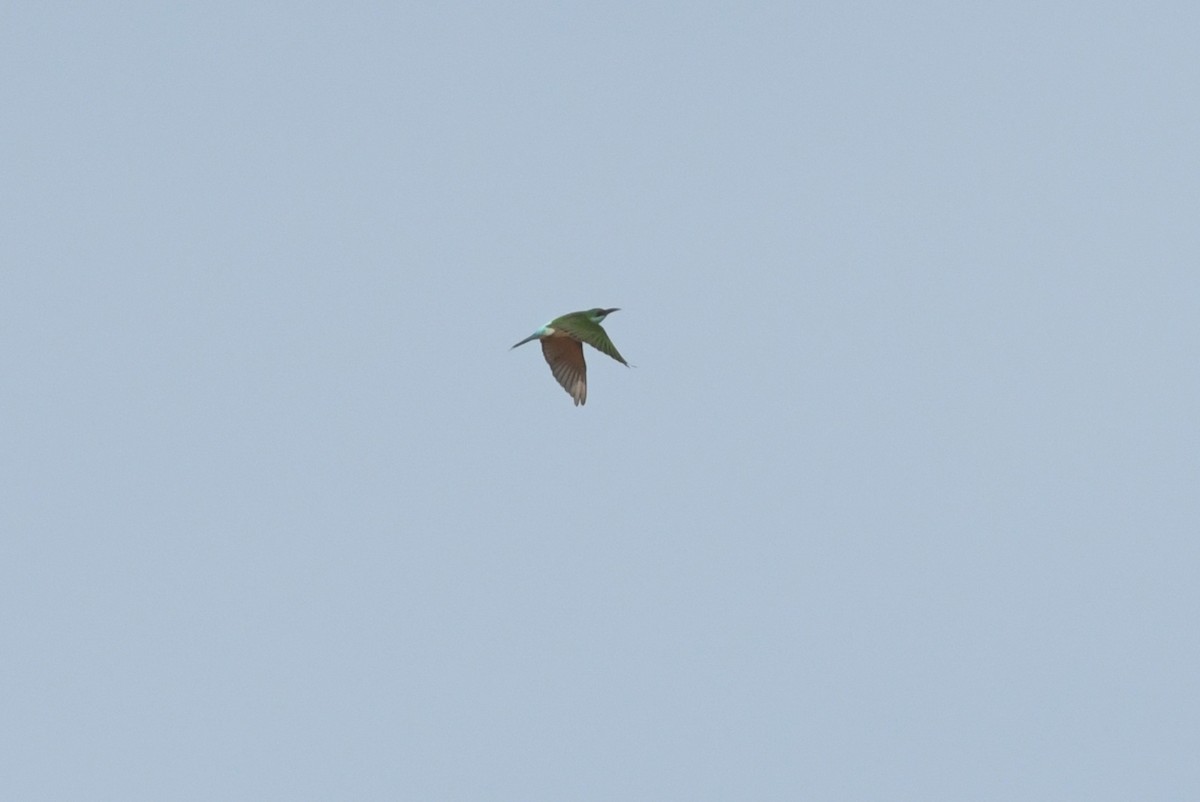 Blue-throated Bee-eater - ML223226181