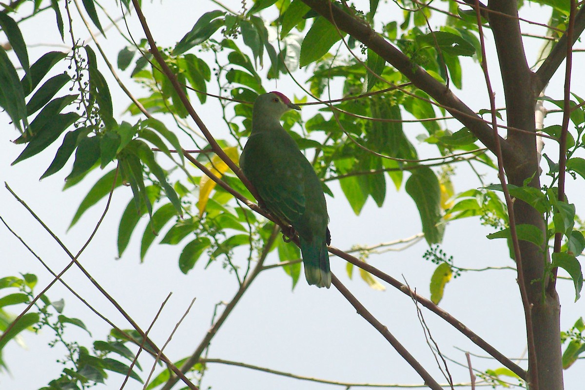 Red-bellied Fruit-Dove - ML223226721