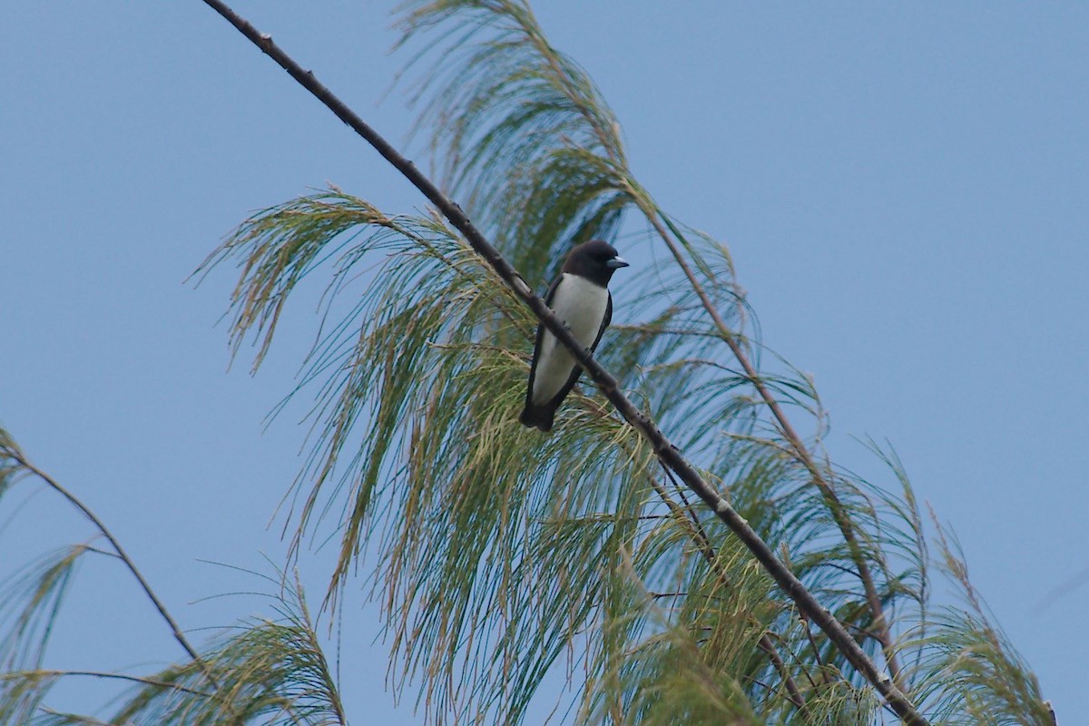White-breasted Woodswallow - Keith Cowton