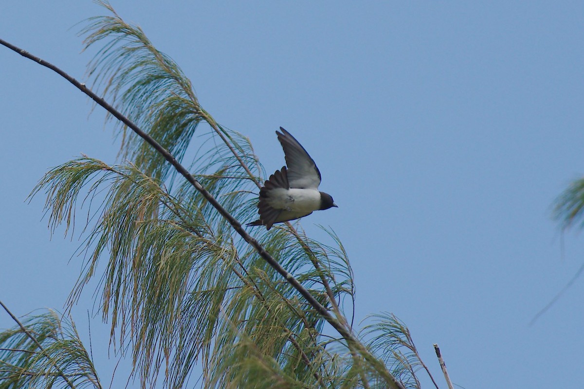 White-breasted Woodswallow - Keith Cowton