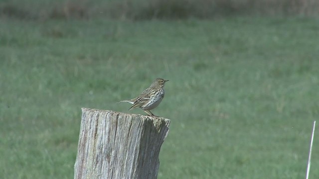 Meadow Pipit - ML223230531