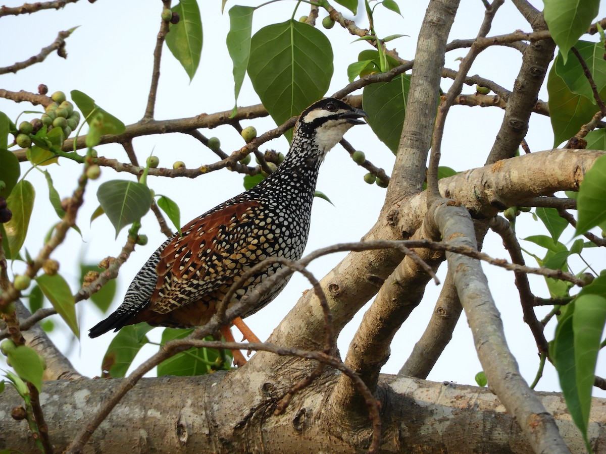 Chinese Francolin - ML223231561