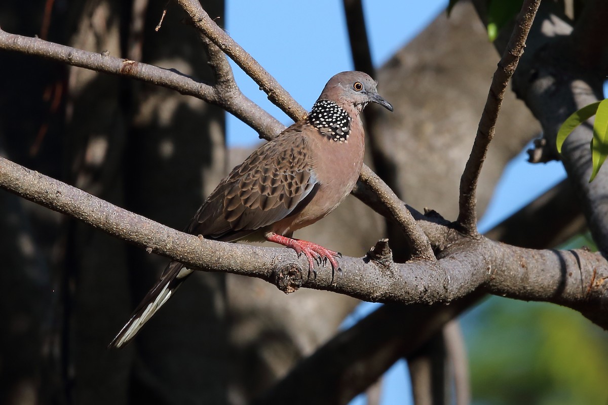 Spotted Dove - ML223240431